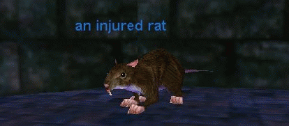 an injured rat