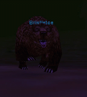 Bristletoe