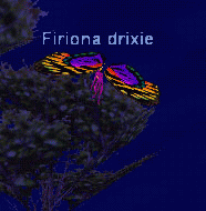 Firiona drixie