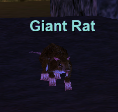 Giant Rat