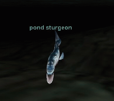 pond sturgeon