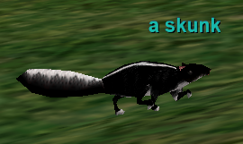 a skunk