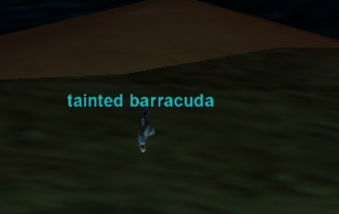 tainted barracuda