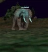 An Elephant.JPG