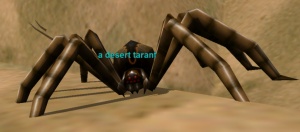 a desert tarantula