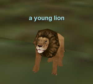 a young lion