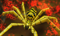 noxious spider